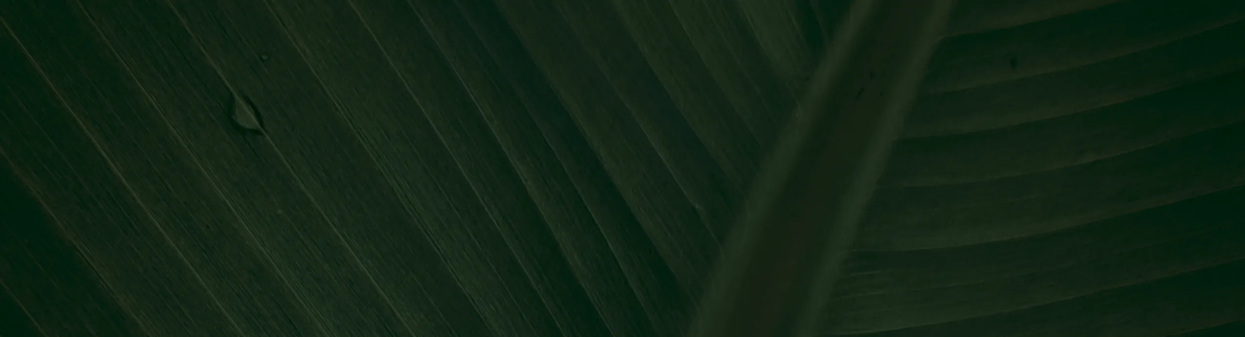 Aceite Esencial Agua — Purificación, introspección y calma